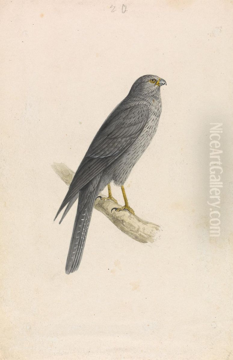 Sooty Falcon Oil Painting by William John Swainson