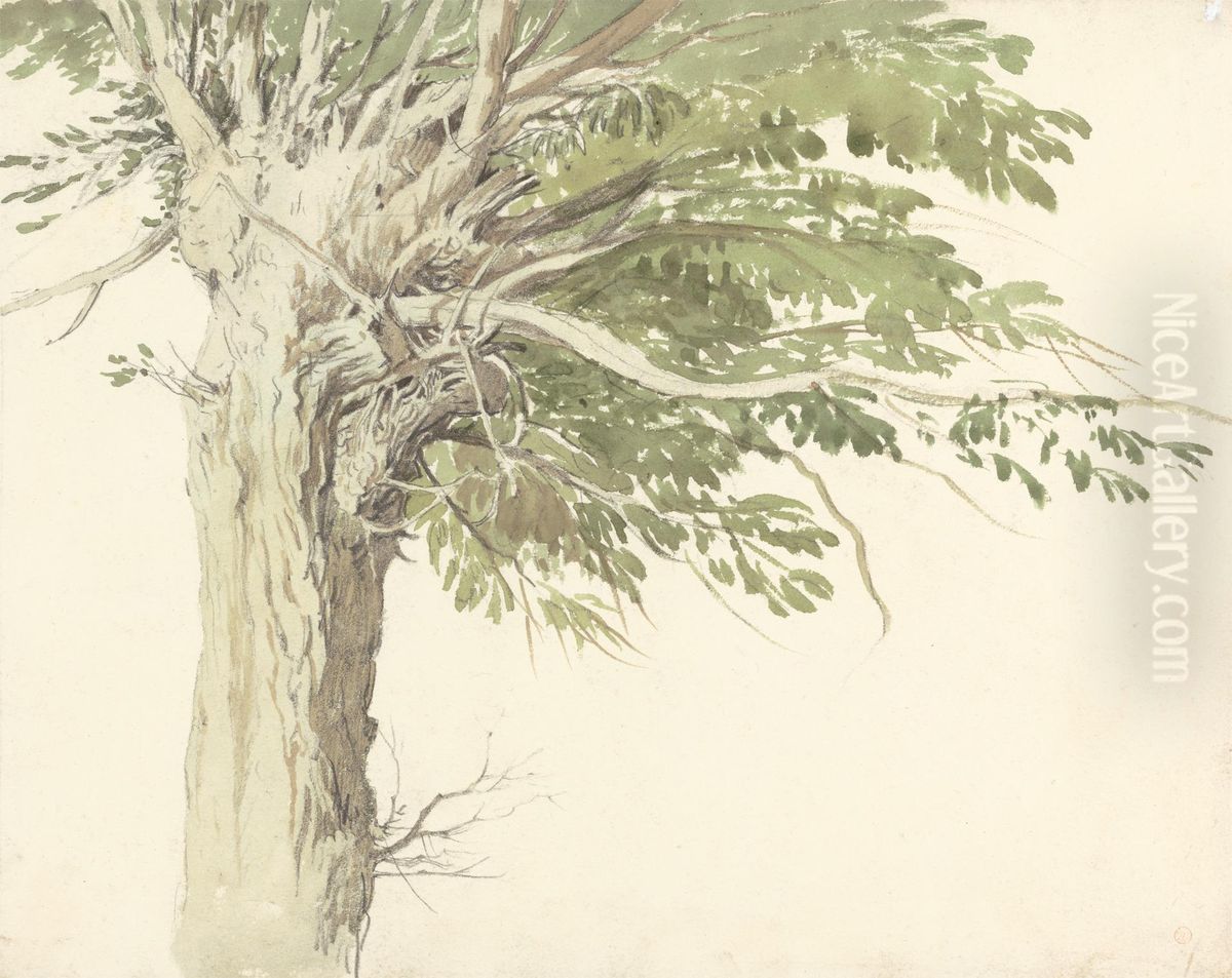 Study of a Pollarded Tree - a Willow Oil Painting by Edward Duncan