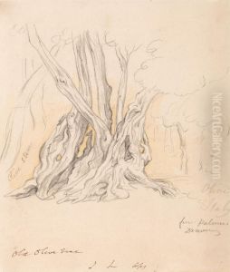 Old Olive Tree