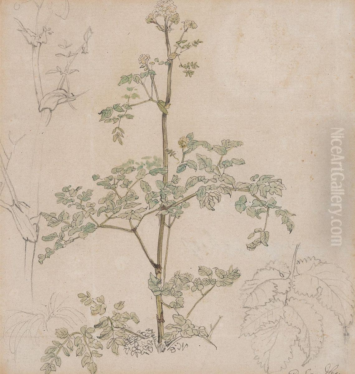 Study of Cow Parsley Oil Painting by Paul Sandby