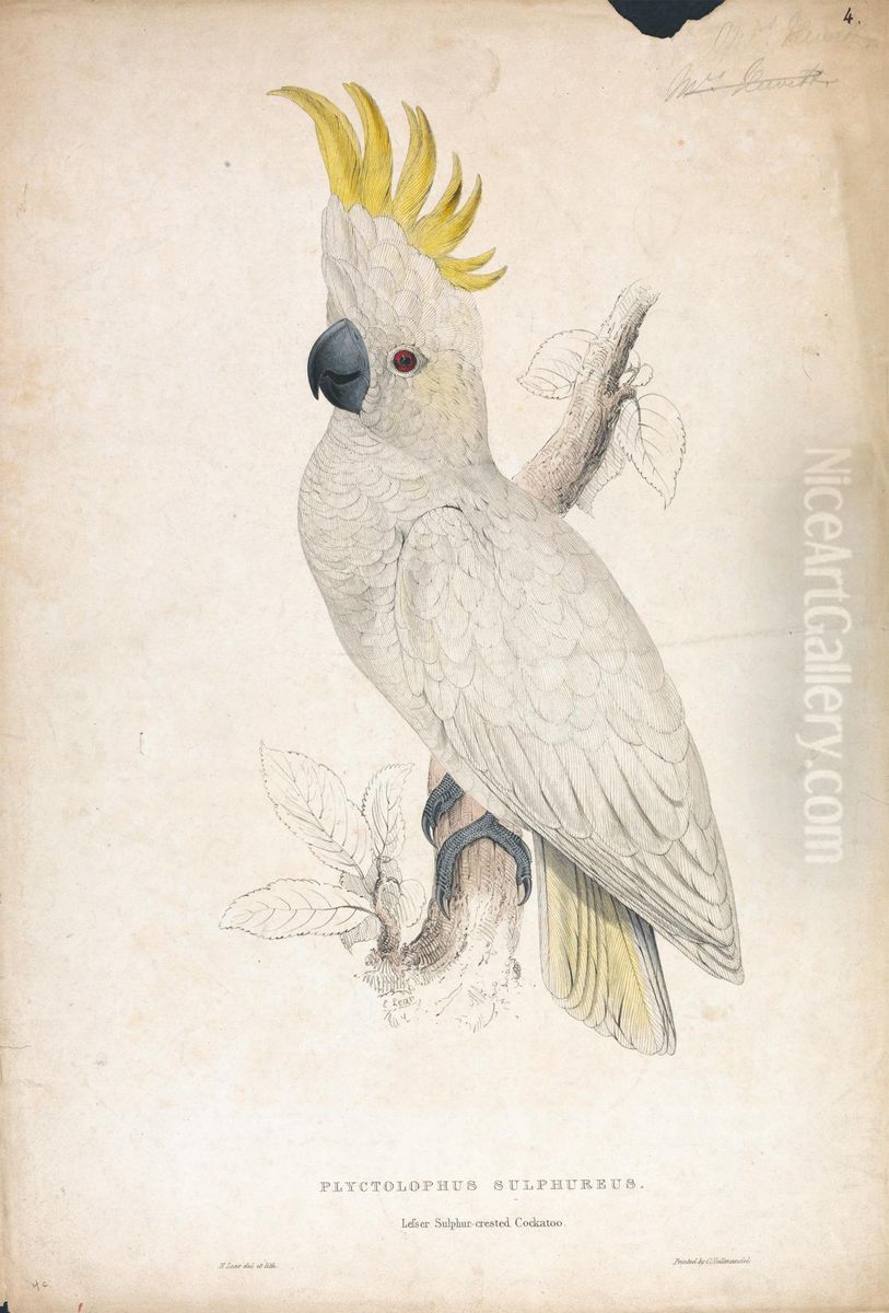 Plyctophus Sulphureus / Lesser Sulphur-crested Cockatoo (Plate 4) Oil Painting by Edward Lear