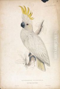 Plyctophus Sulphureus / Lesser Sulphur-crested Cockatoo (Plate 4) Plyctophus Sulphureus / Lesser Sulphur-crested Cockatoo (Plate 4)