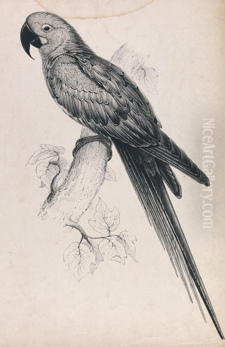 Hyacinthine Maccaw (Plate 9) Oil Painting by Edward Lear