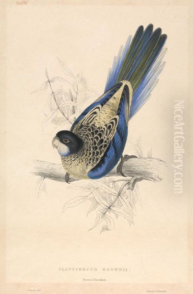 Platycercus Brownii / Brown's Parrakeet Oil Painting by Edward Lear