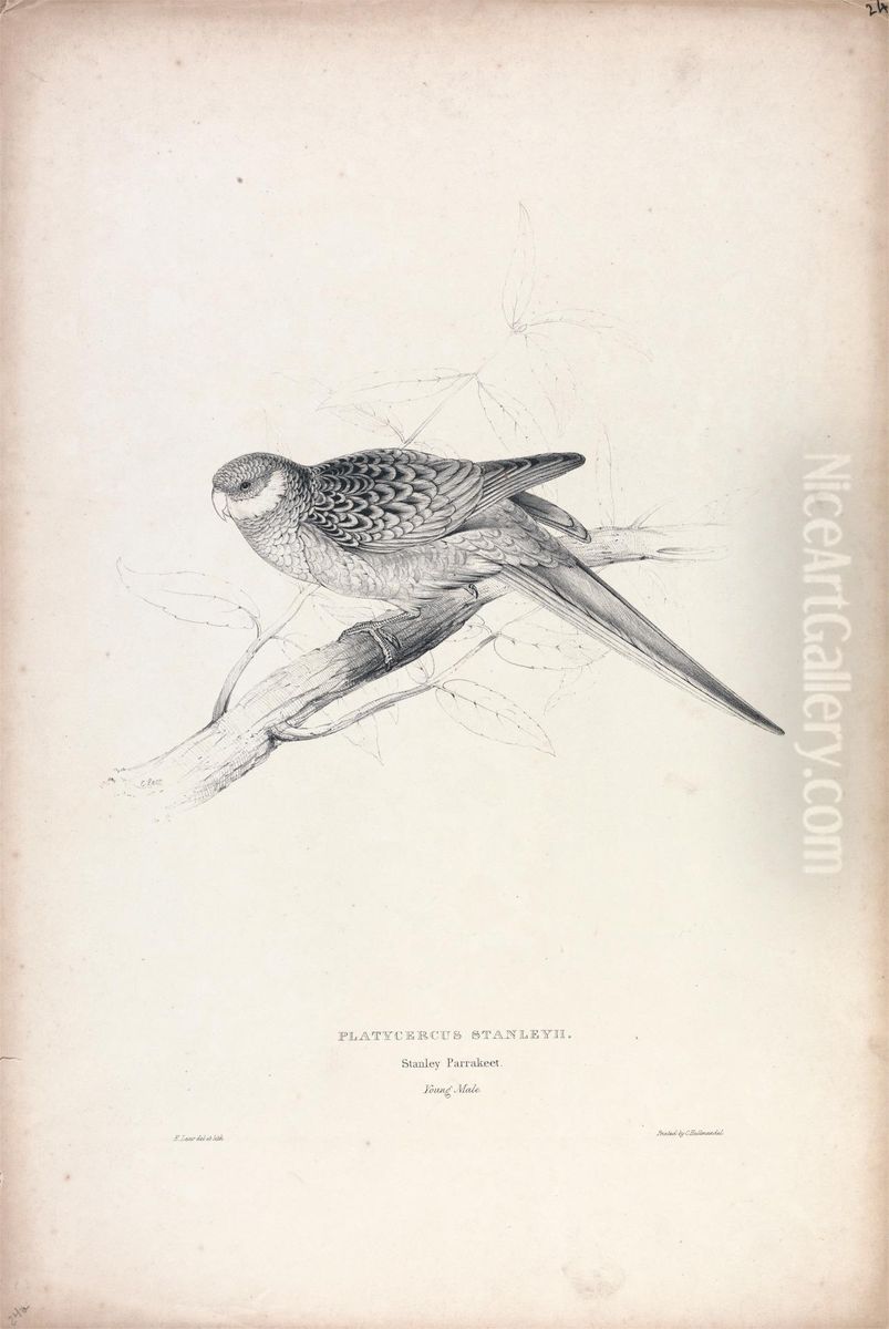 Platycercus Stanley II / Stanley Parrakeet (Young Male) (Plate 24) Oil Painting by Edward Lear