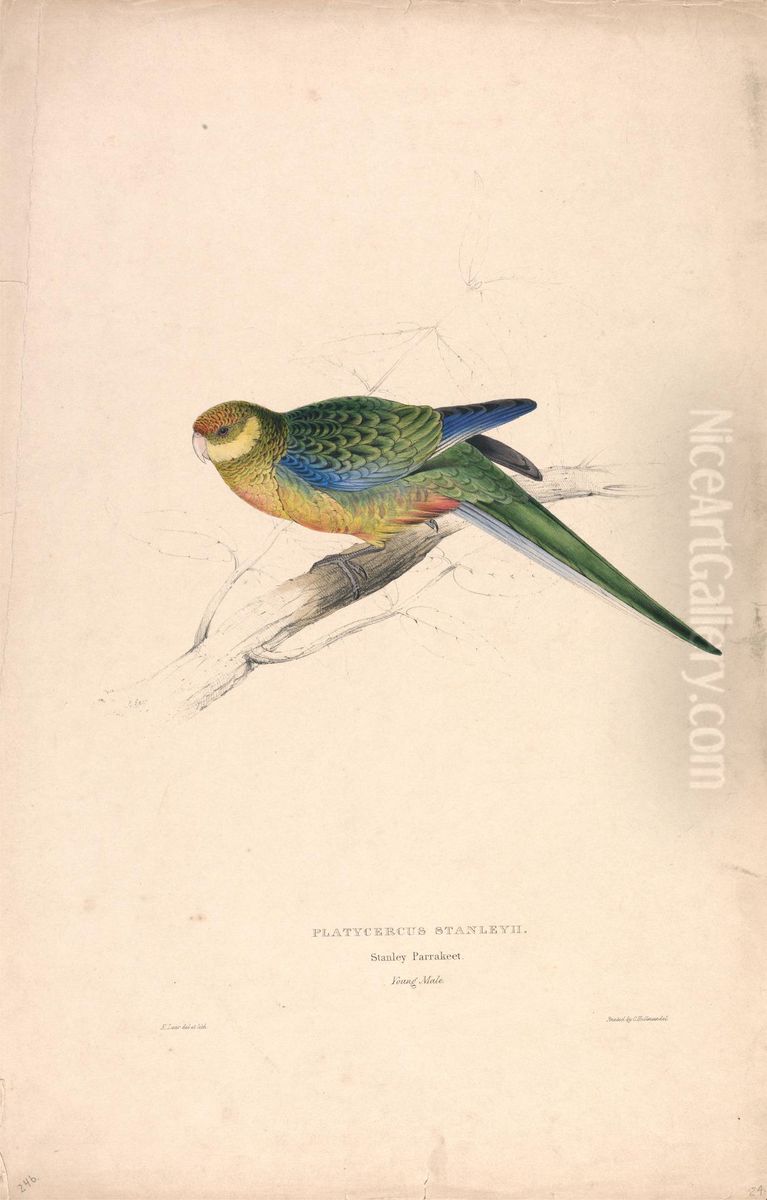 Platycercus Stanley II / Stanley Parrakeet (young male) (Plate 24) Oil Painting by Edward Lear