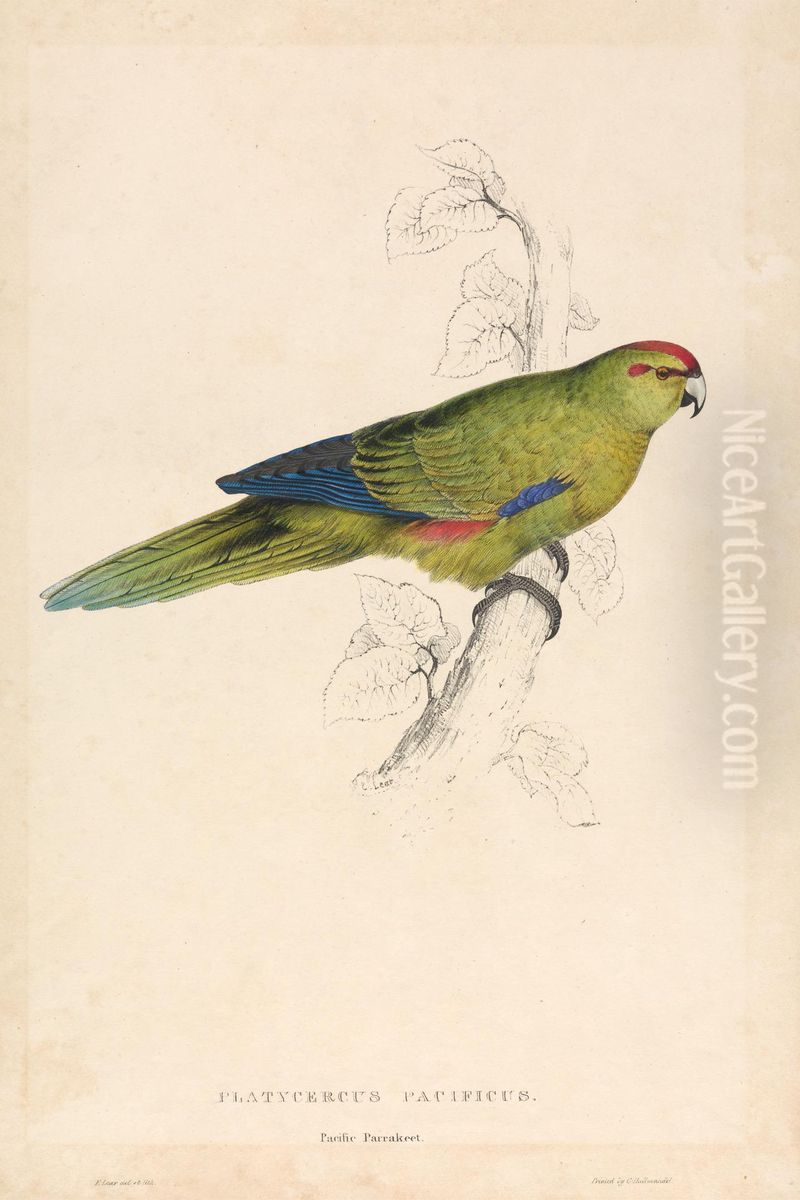 Platycercus Pacificus / Pacific Parrakeet (Plate 26) Oil Painting by Edward Lear
