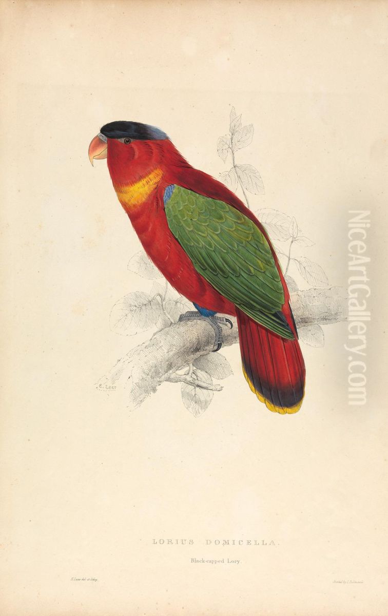 Lorius Domicella / Black-capped Lorry (Plate 37) Oil Painting by Edward Lear