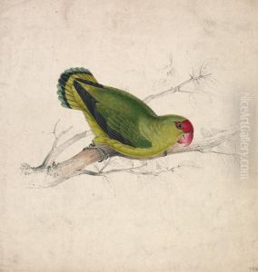 Abyssinian Parrakeet (Plate 39)