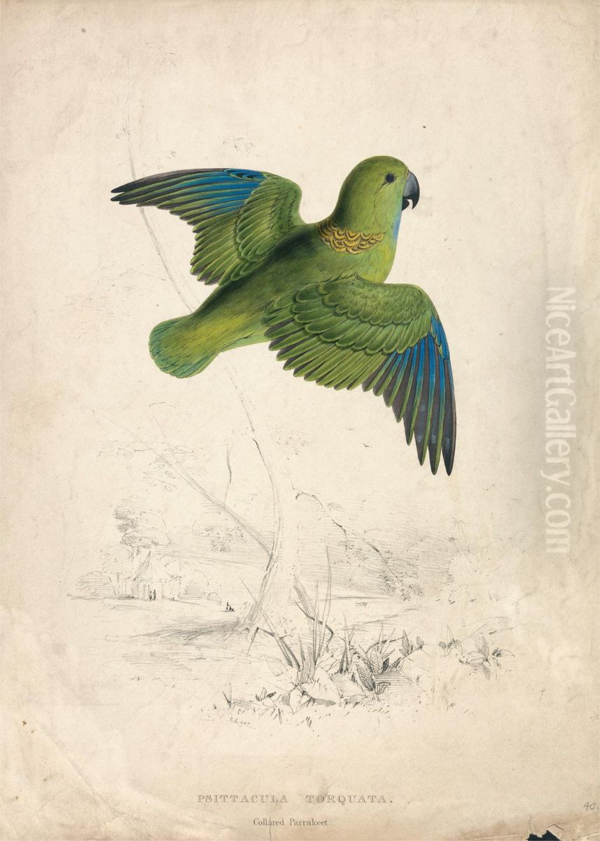 Collared Parrakeet (Plate 40) Oil Painting by Edward Lear