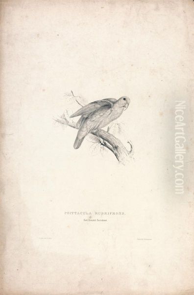 Psittacula Rubrifrons/ Red-fronted Parrakeet (Plate 41) Oil Painting by Edward Lear