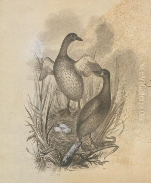 Two Ducks with a Nest Oil Painting by James Sowerby