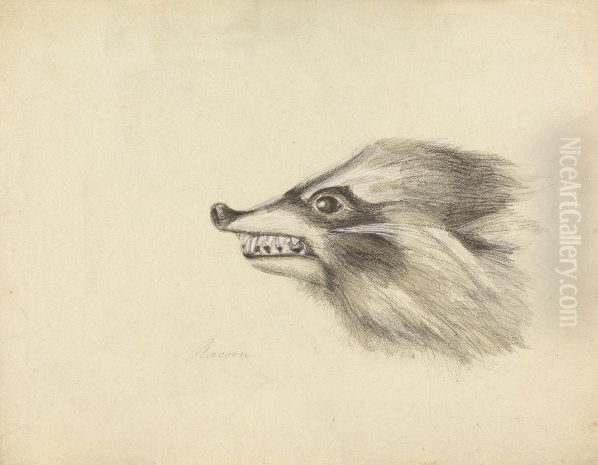Head of a Racoon Oil Painting by James Sowerby