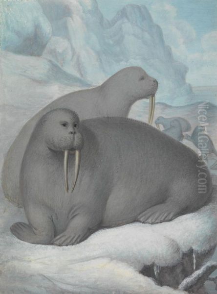 Tusked Walruses Oil Painting by James Sowerby