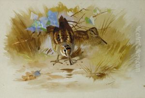 Woodcock in a sandy hollow.