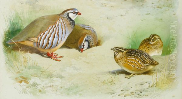 French partridge and chicks. Oil Painting by Archibald Thorburn