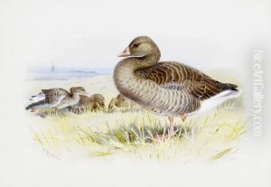 Greylag goose.