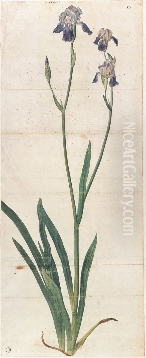Blue-flowered iris - Iris Germanica (Iris Trojana?) Oil Painting by Albrecht Durer