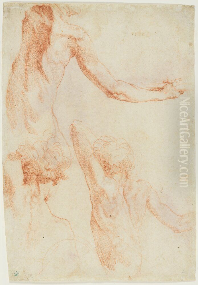 Studies of the back of a young, male model Oil Painting by Polidoro Da Caravaggio (Caldara)