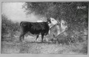 cow and bull cow and bull