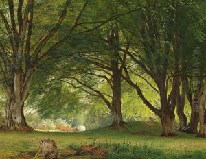Cows in a glade at the edge of a forest.