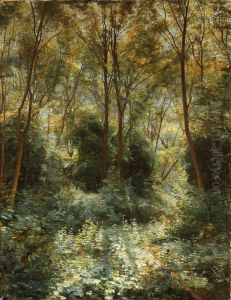 Sunshine in a dense forest