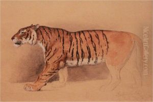 Study of a walking Tiger
