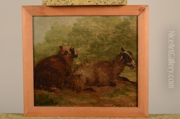 Twee liggende schapen Oil Painting by Pieter Plas