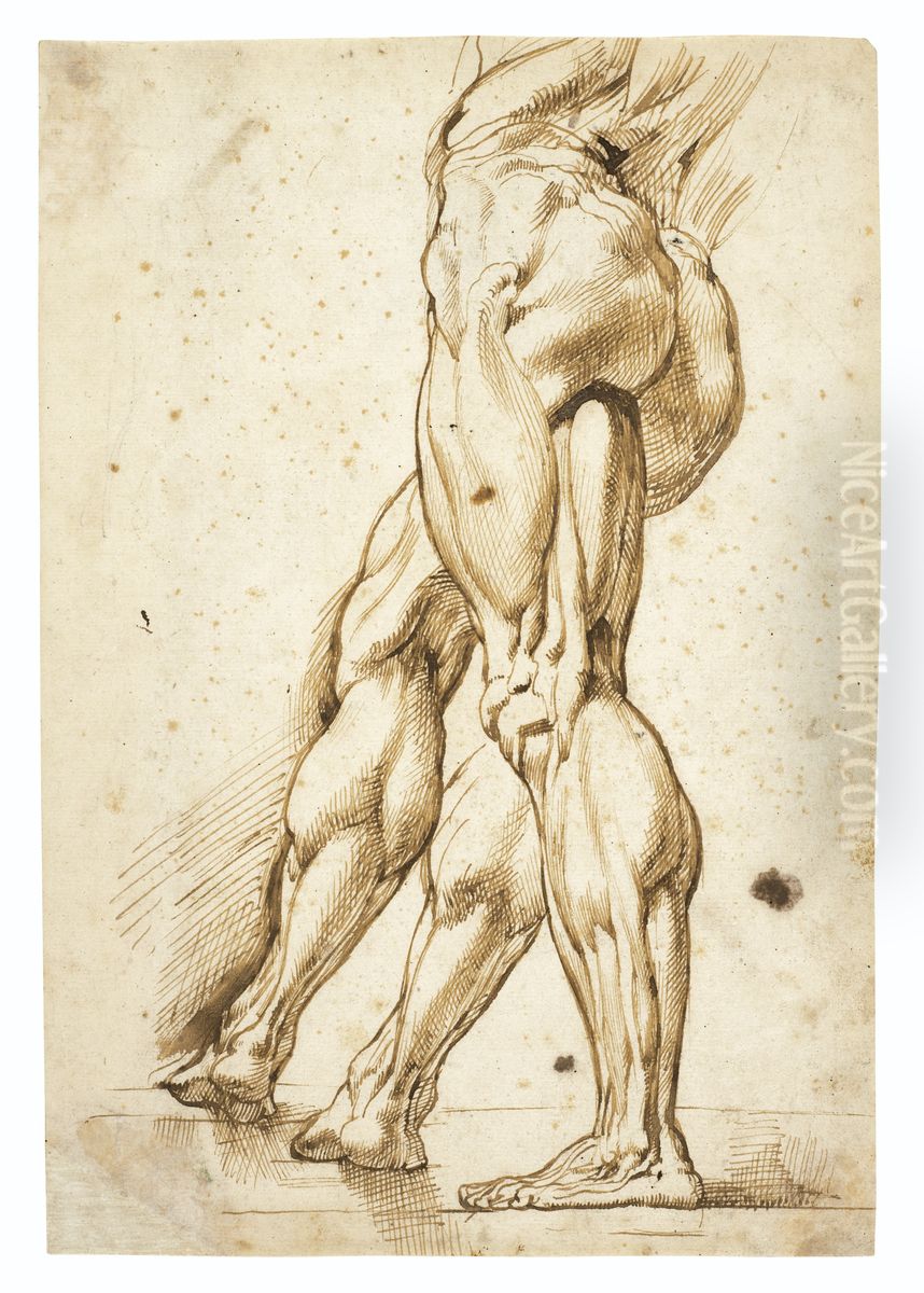 An ecorche study of the legs of a male nude, with a study of the right leg (recto) Oil Painting by (studio of) Rubens, Peter Paul