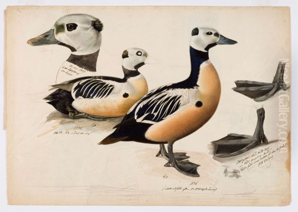Steller's Eider, Male Oil Painting by Magnus Von Wright