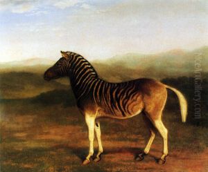 Male Quagga from Africa, the First Sire