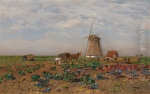 Rotkohlfeld in Holland
