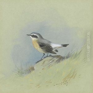 A male Wheatear