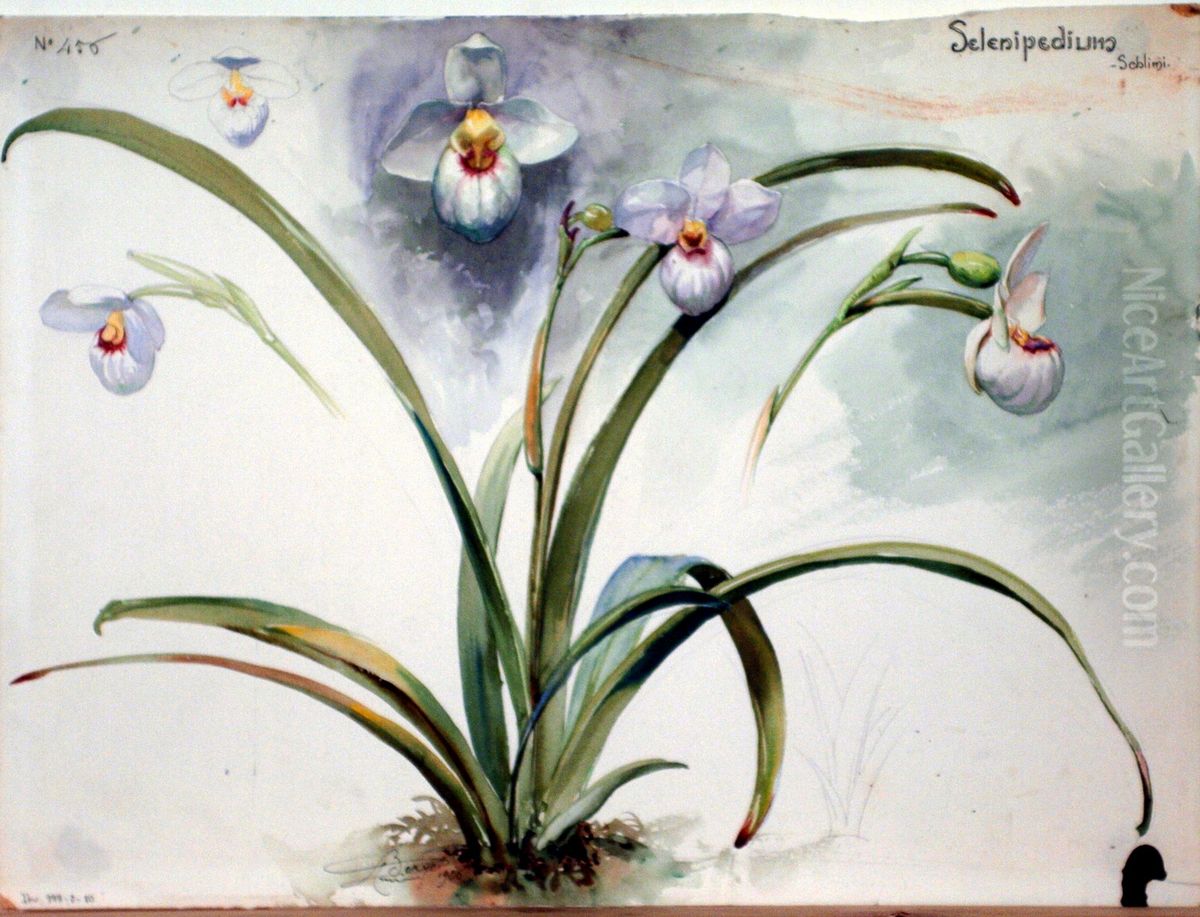 Etude de Selenipedium Oil Painting by Henri Berge