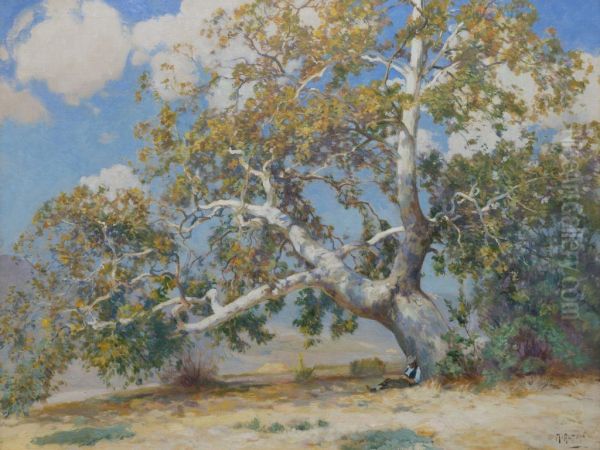 California Sycamore Oil Painting by Mathias Alten