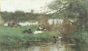 Eenden bij het water