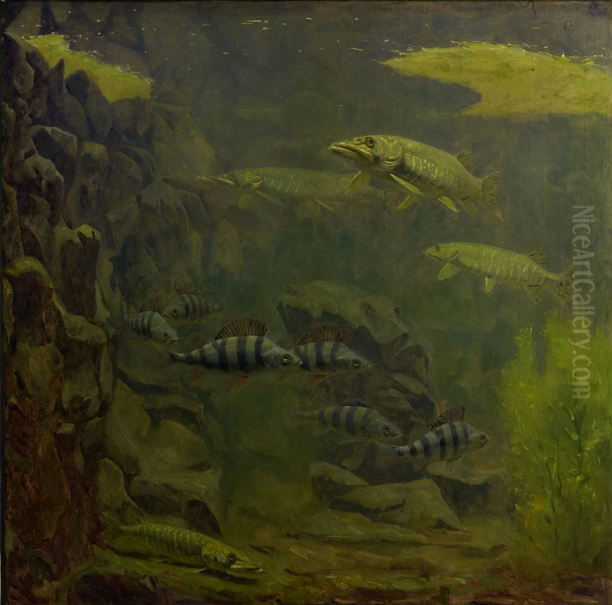 Snoeken en baarzen in een aquarium Oil Painting by Gerrit Willem Dijsselhof Snoeken en baarzen in een aquarium Oil Painting by Gerrit Willem Dijsselhof