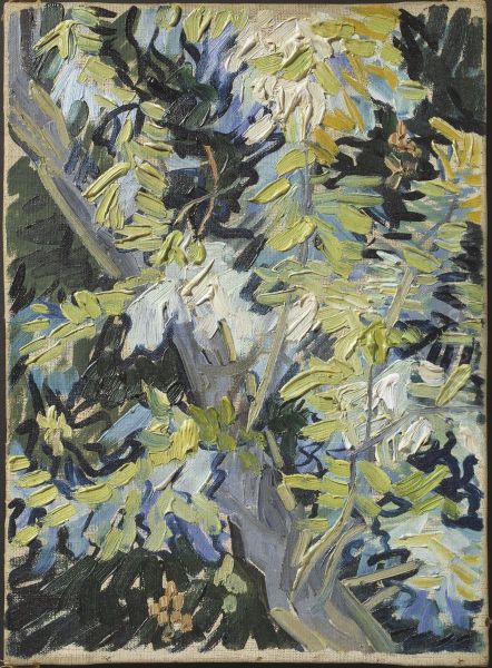 Acacia in Flowers Oil Painting by Vincent Van Gogh