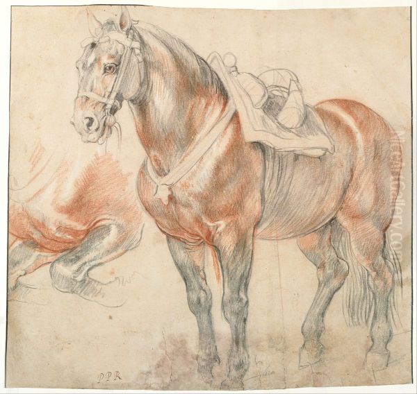 Saddled Horse, c. 1615-1618 Oil Painting by (studio of) Rubens, Peter Paul