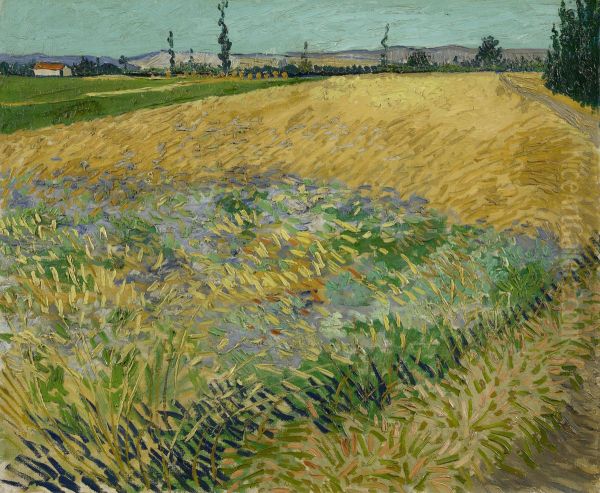Korenveld Oil Painting by Vincent Van Gogh