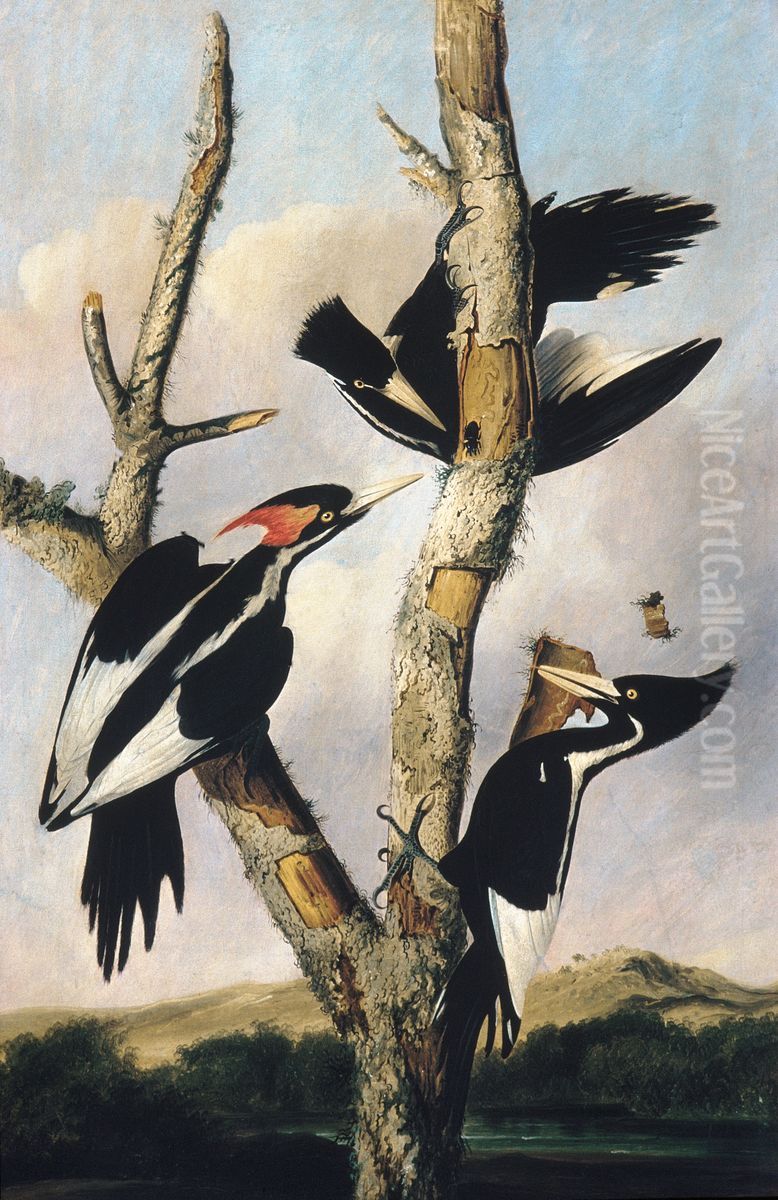 Ivory-billed Woodpeckers Oil Painting by John James Audubon