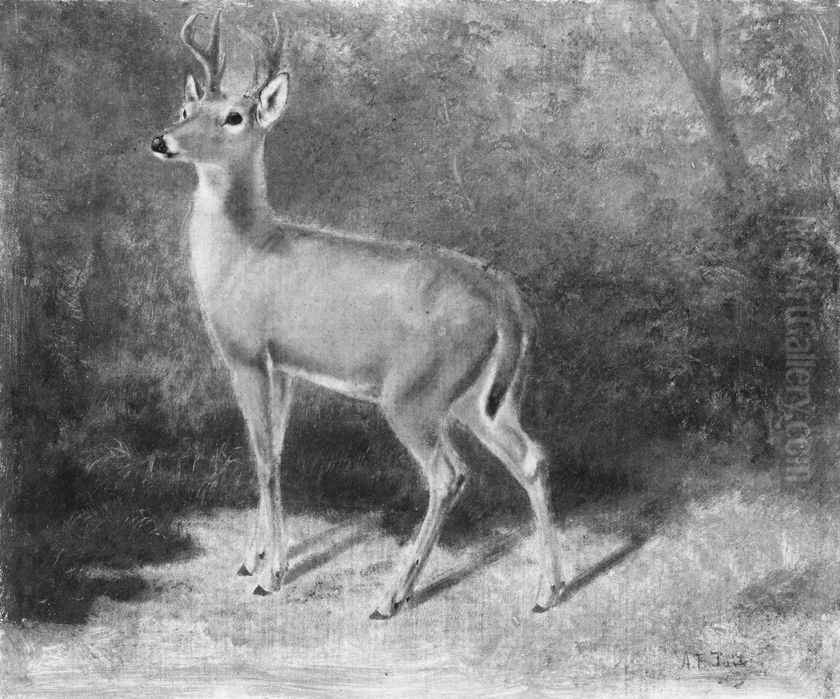 Deer-Sketch from Nature Oil Painting by Arthur Fitzwilliam Tait