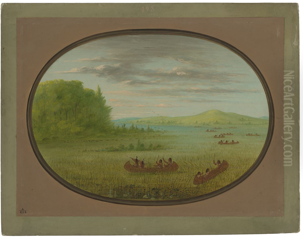 Gathering Wild Rice - Winnebago Oil Painting by George Catlin Gathering Wild Rice - Winnebago Oil Painting by George Catlin