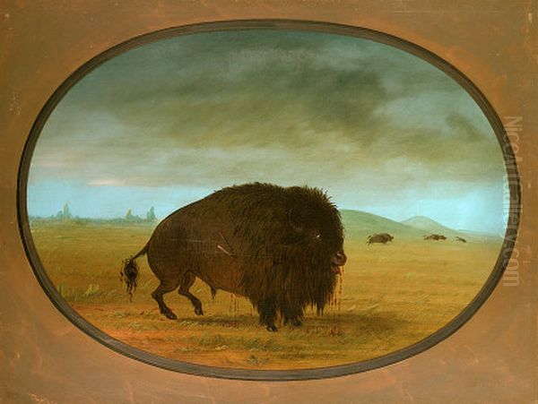 Wounded Buffalo Bull Oil Painting by George Catlin