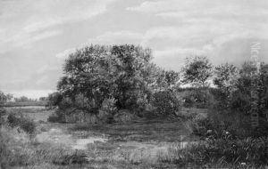 Bog on a Wooded Islet