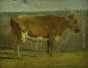 Study of a Cow