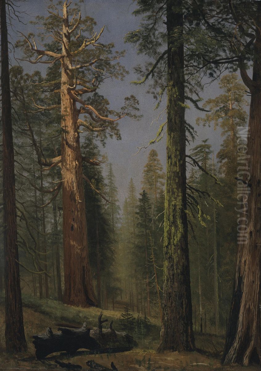 The Grizzly Giant Sequoia, Mariposa Grove, California Oil Painting by Albert Bierstadt