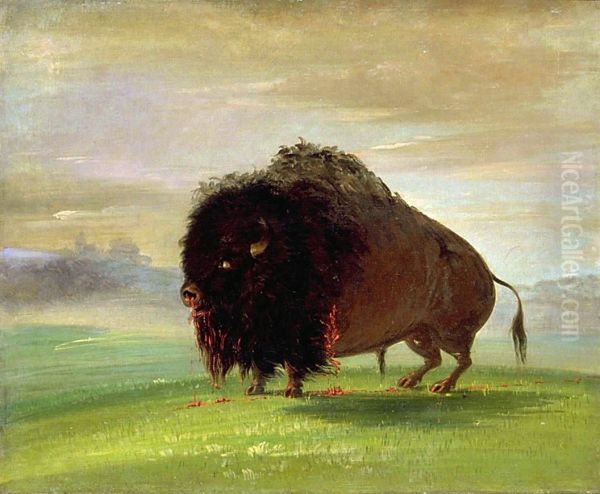 Wounded Buffalo, Strewing His Blood over the Prairies Oil Painting by George Catlin