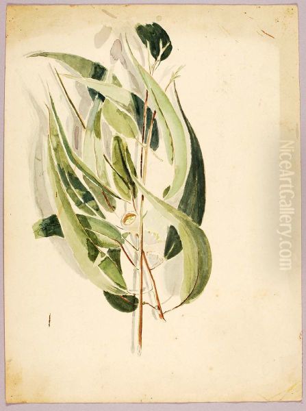 Plant Study Oil Painting by Solon Borglum