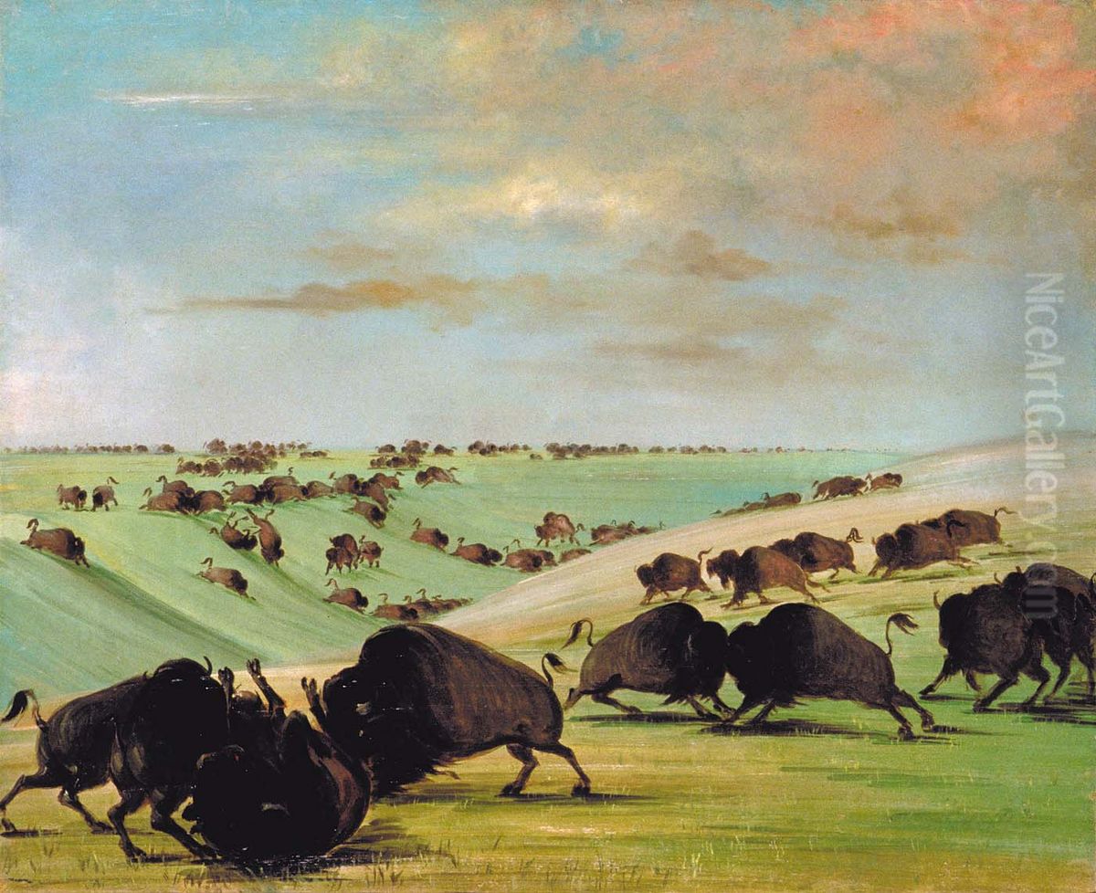 Buffalo Bulls Fighting in Running Season, Upper Missouri Oil Painting by George Catlin
